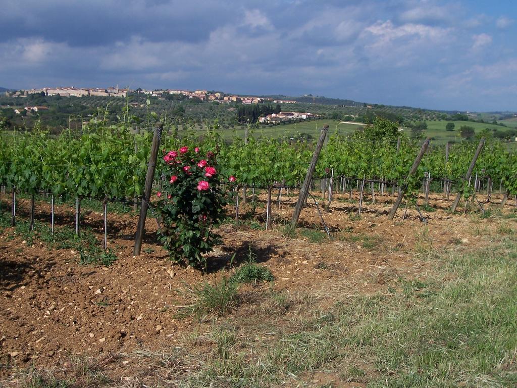 Agriturismo La Carlina Villa Magliano in Toscana Eksteriør bilde